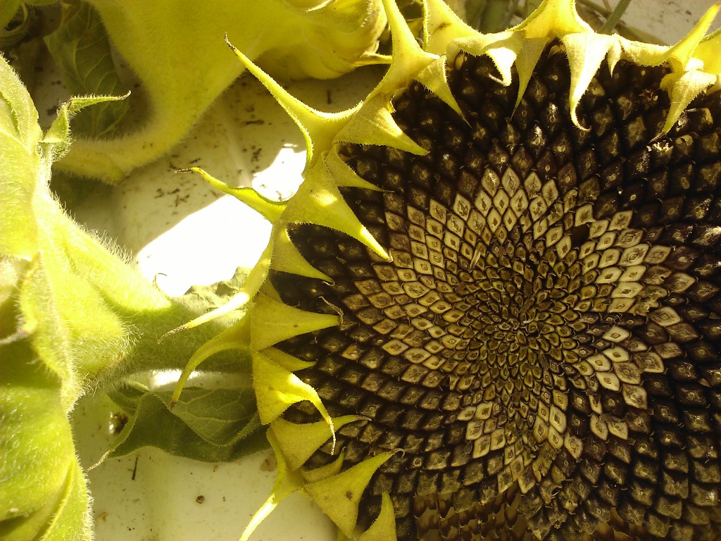 WP_001153.jpg